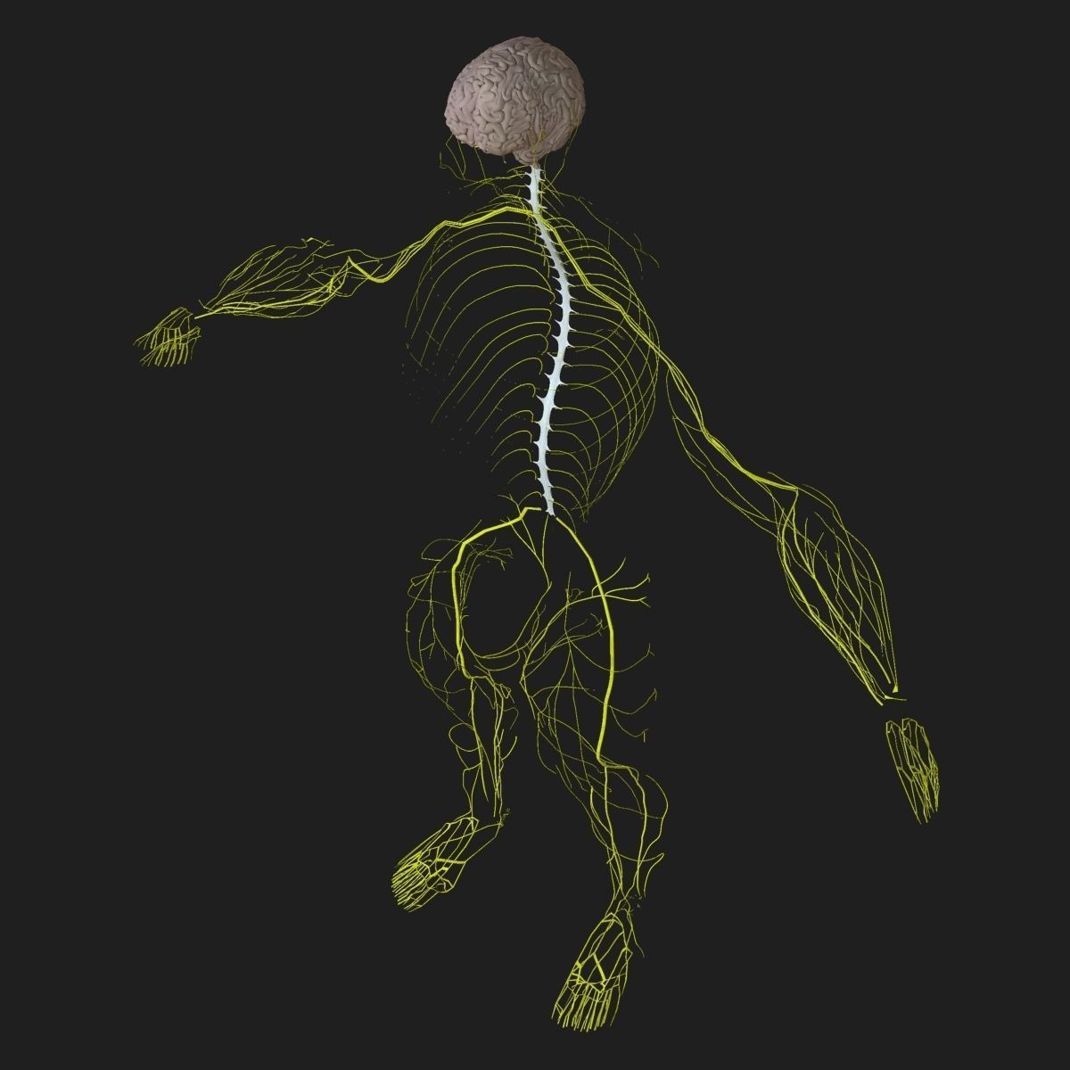Human Central Nervous System with Skeleton 3D model_2
