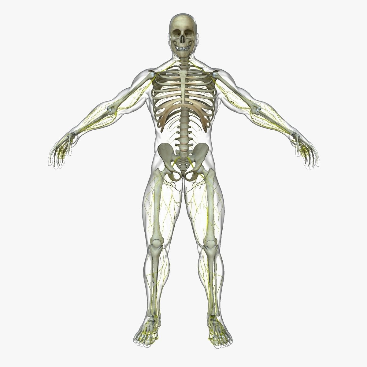 Human Central Nervous System with Skeleton 3D model_3
