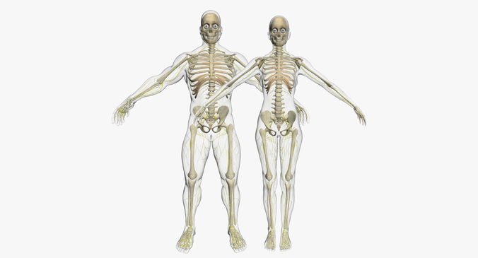 Female And Male Central Nervous System With Skeleton 3DSmax 3D model