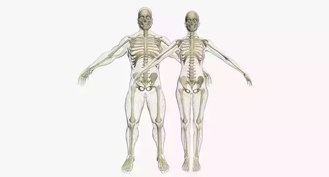 Female And Male Central Nervous System With Skeleton 3DSmax 3D model