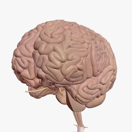 Human Brain With Inner Structure 3D model