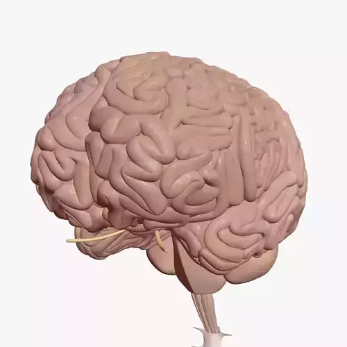 Human Brain With Inner Structure 3D model