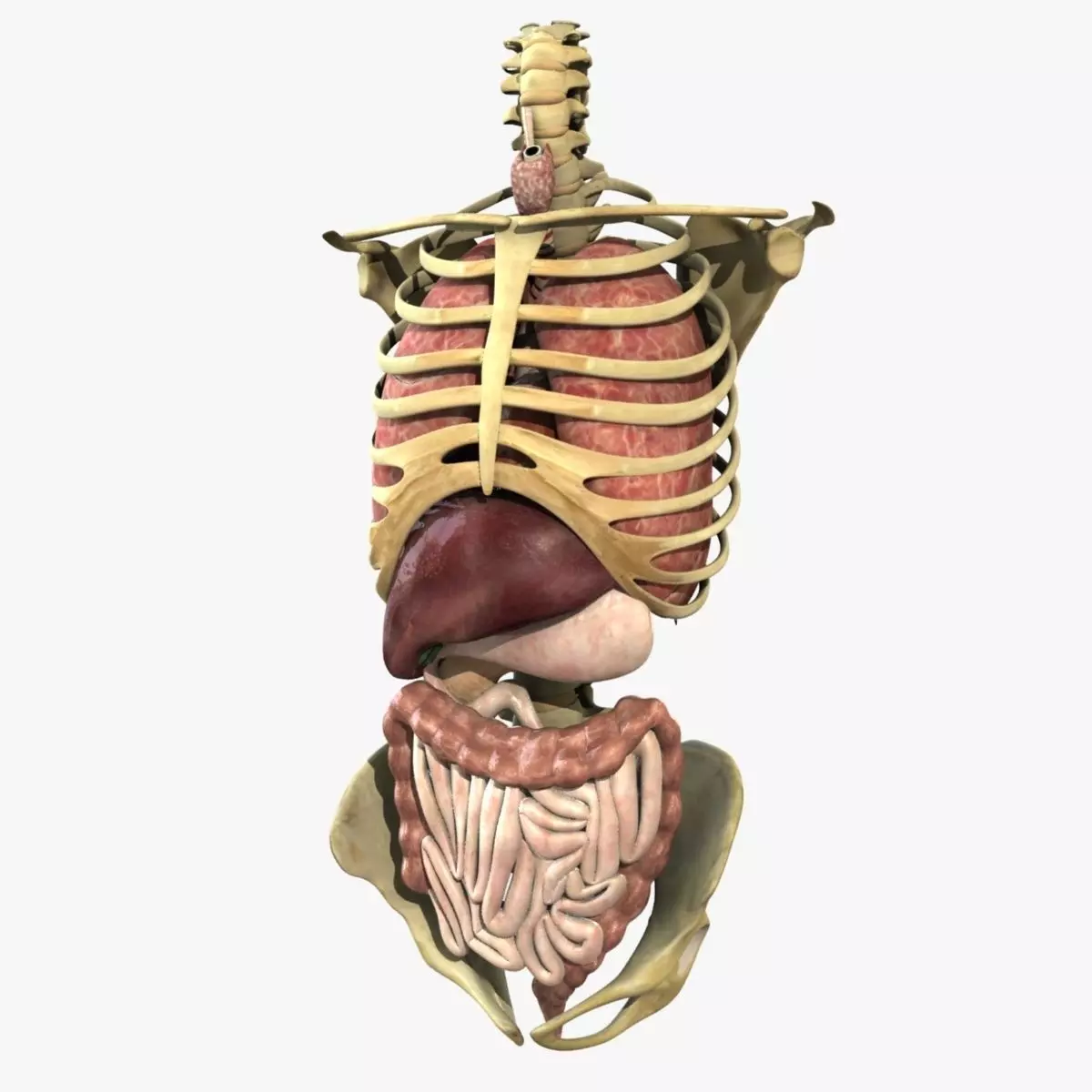 Human Torso Anatomy 3D model