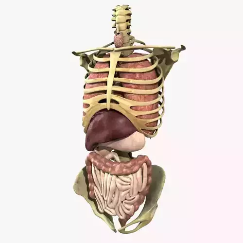 Human Torso Anatomy 3D model