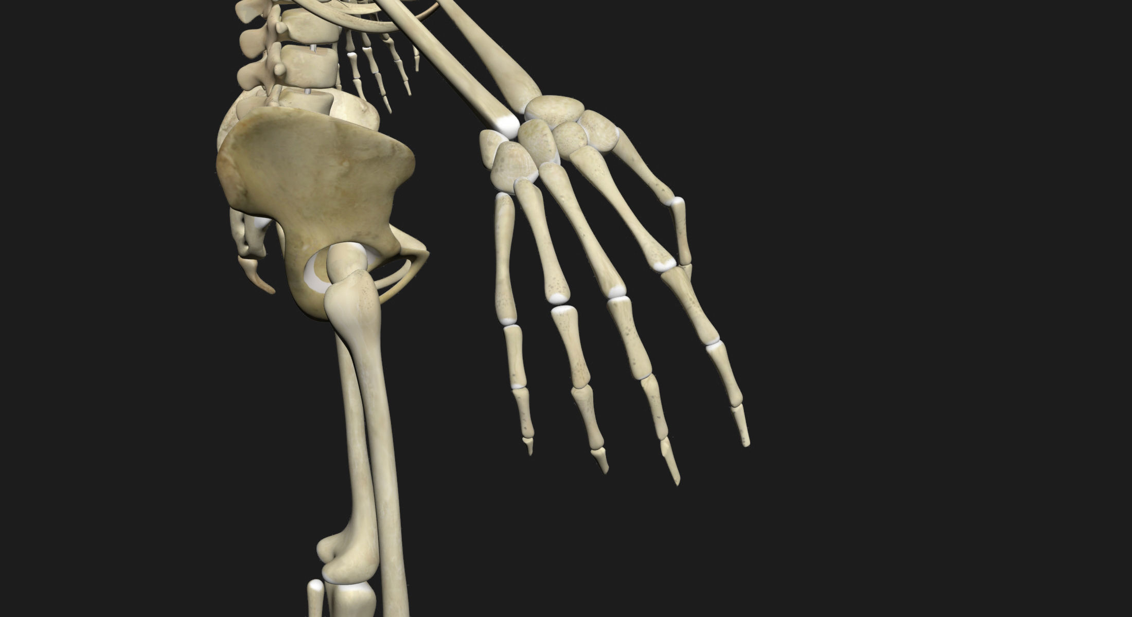 African American Female Body Skin With Bone Structure 3DSmax 3D model_20