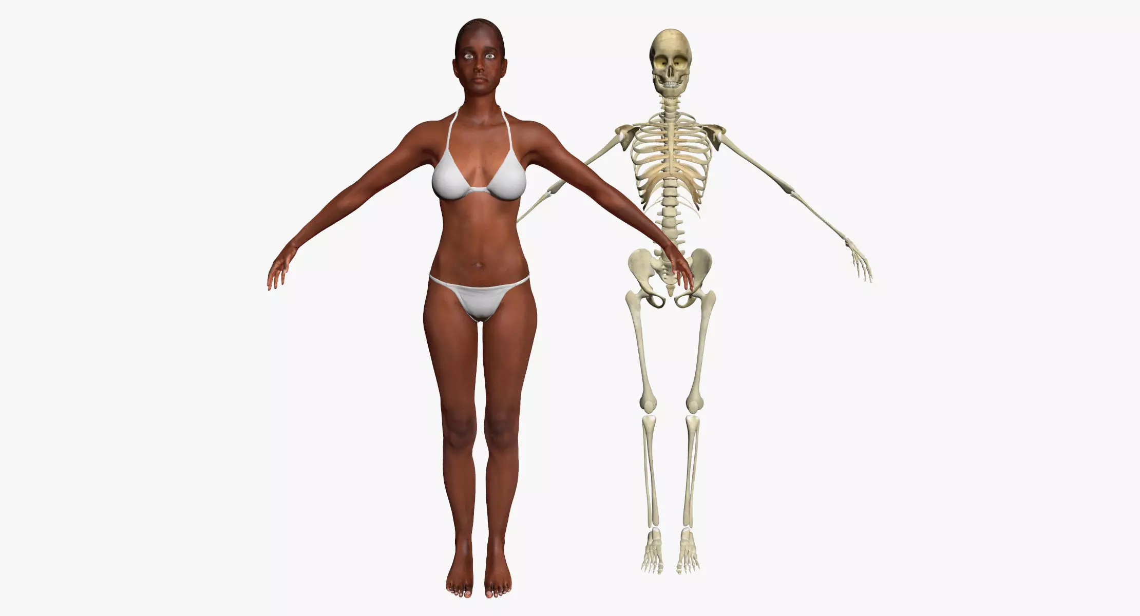 African American Female Body Skin With Bone Structure 3DSmax 3D model_0