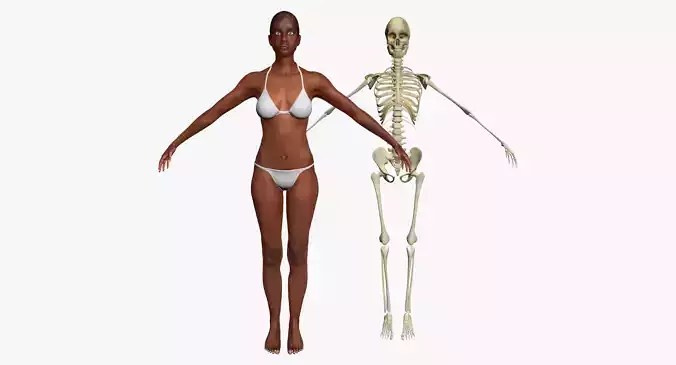African American Female Body Skin With Bone Structure 3DSmax 3D model