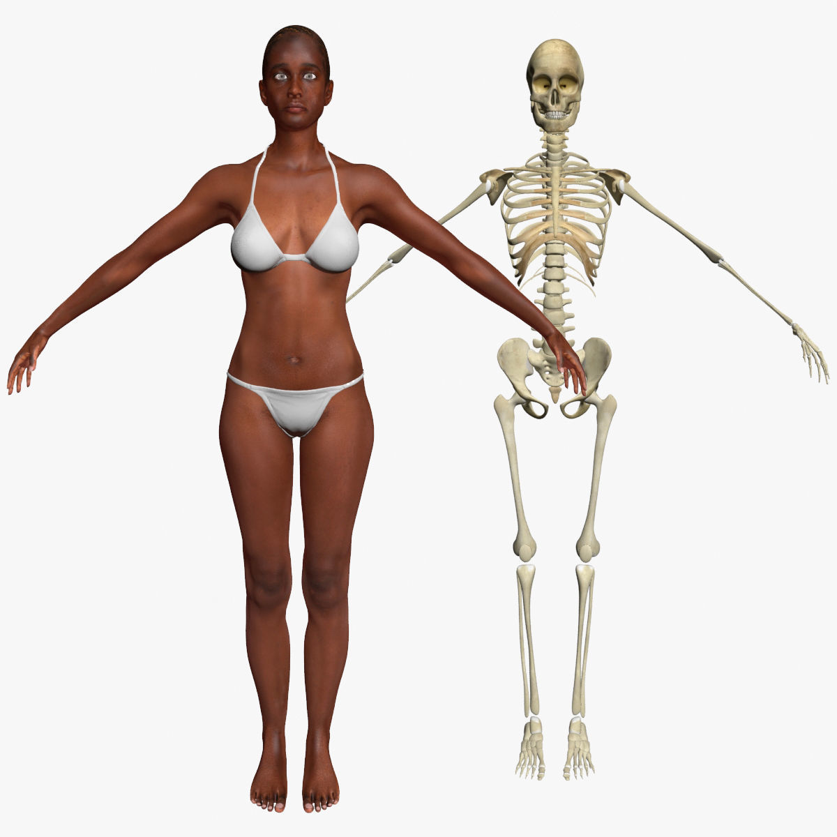 African American Female Body Skin With Bone Structure 3DSmax 3D model_1