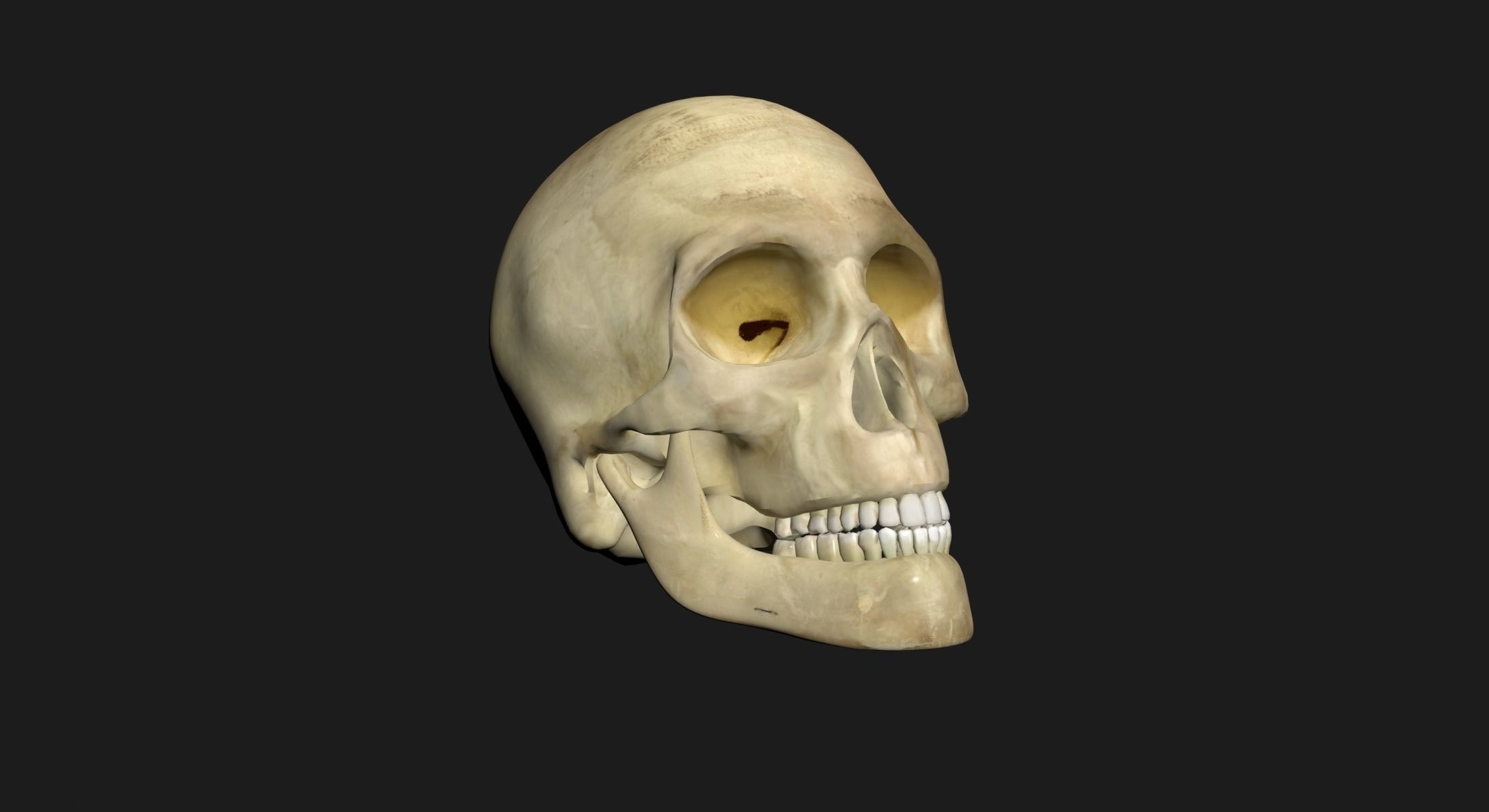 African American Female Body Skin With Bone Structure 3DSmax 3D model_17