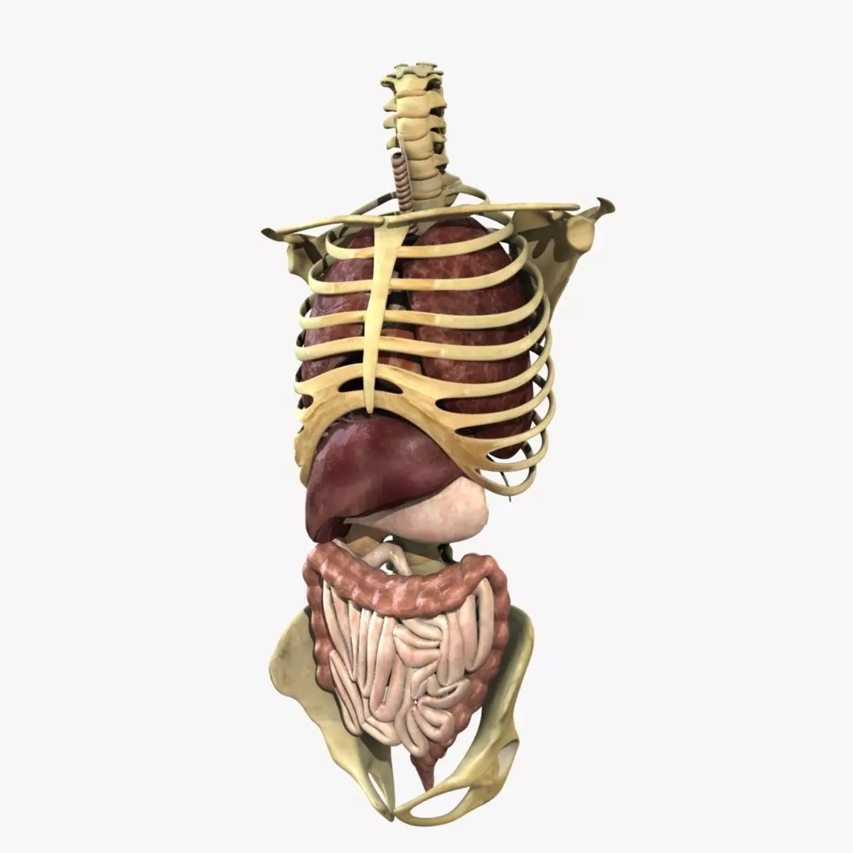 Human Skeleton Torso With Internal Organ Anatomy Rigged 3D model_0