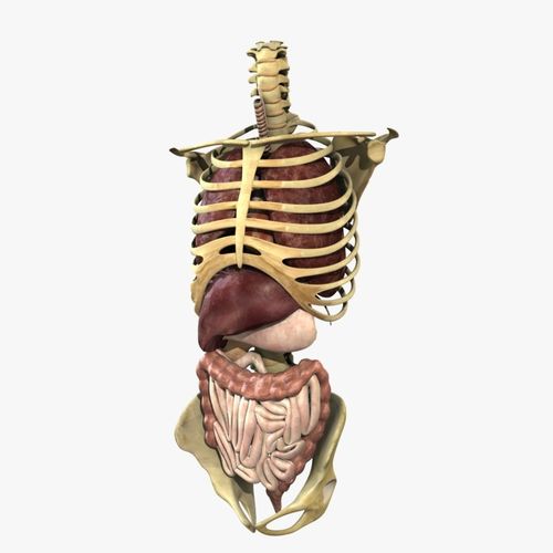 Human Skeleton Torso With Internal Organ Anatomy Rigged 3D model