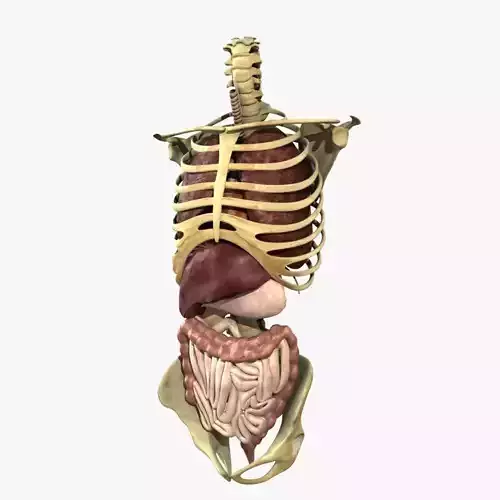 Human Skeleton Torso With Internal Organ Anatomy Rigged 3D model