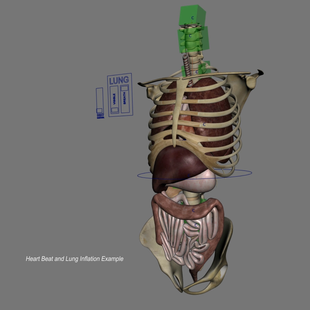 Human Skeleton Torso With Internal Organ Anatomy Rigged 3D model_2