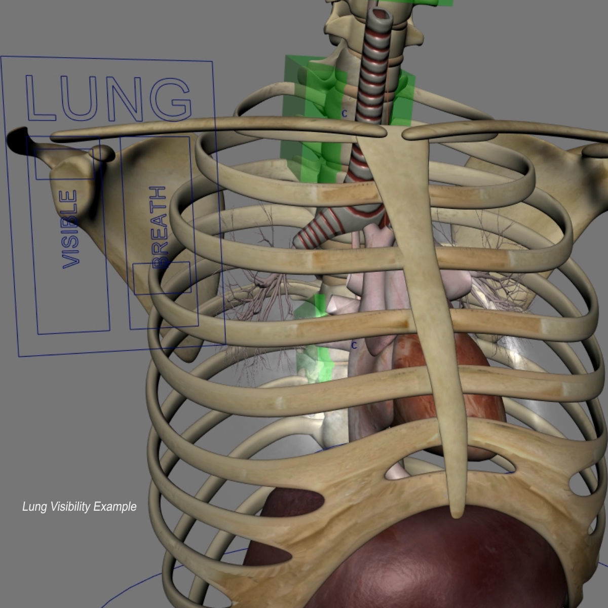 Human Skeleton Torso With Internal Organ Anatomy Rigged 3D model_3