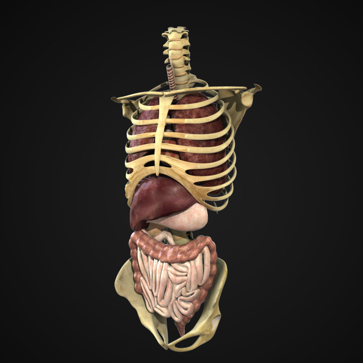 Human Skeleton Torso With Internal Organ Anatomy Rigged 3D model_1