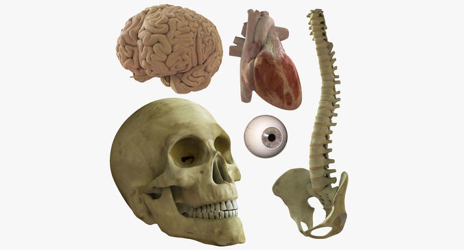 Skull Heart Brains Eye Spine 3D model
