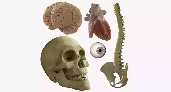 Skull Heart Brains Eye Spine 3D model