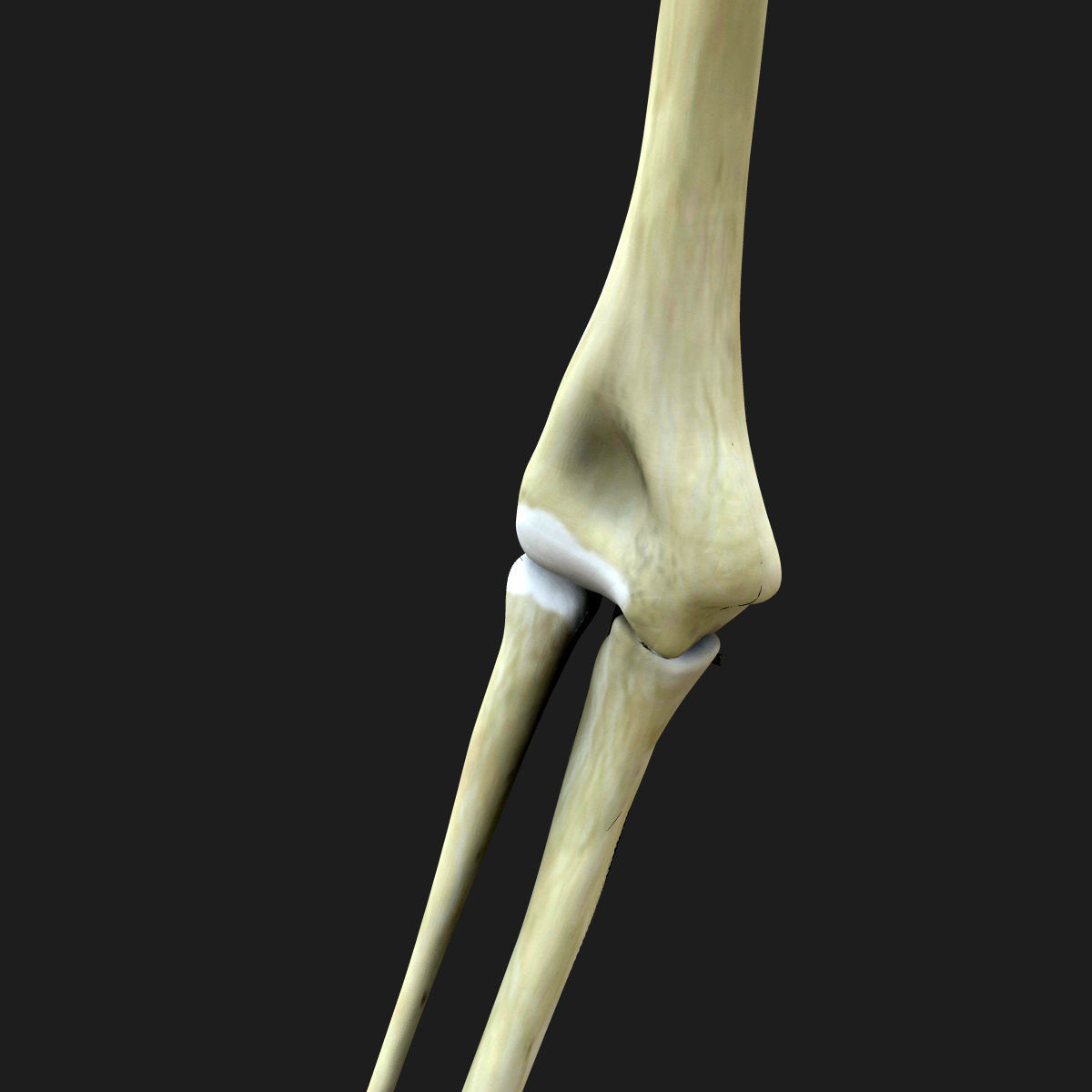 African American Female And Male With Skeleton Rigged 3D model_34