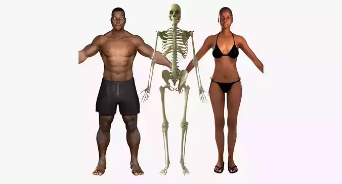 African American Female And Male With Skeleton Rigged 3D model African American Female And Male With Skeleton Rigged 3D model