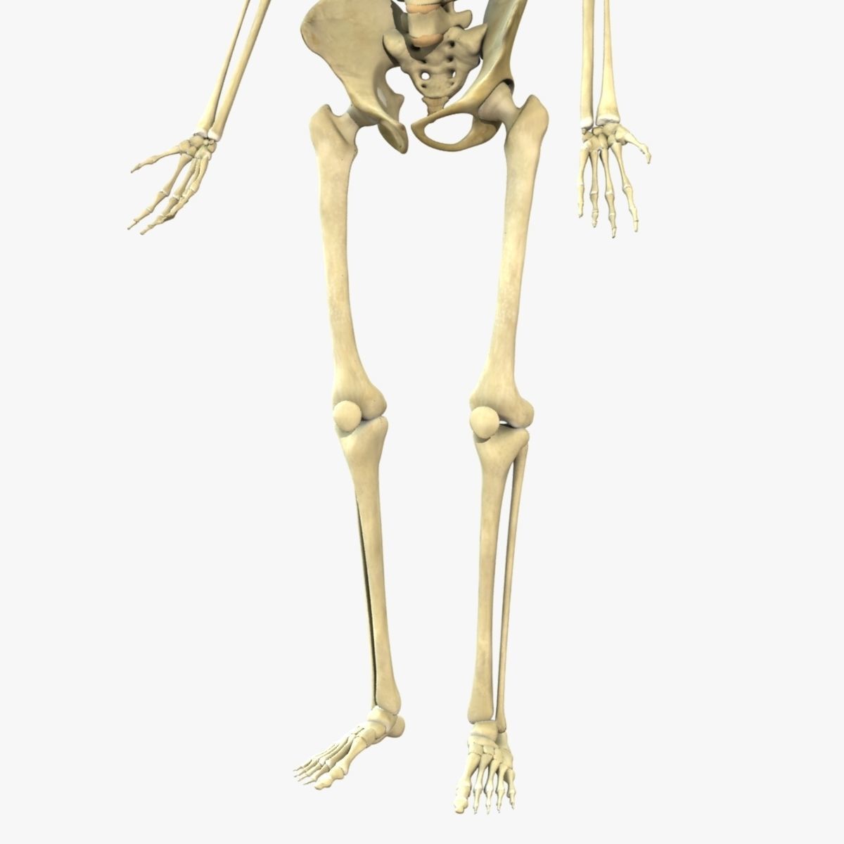 African American Female And Male With Skeleton Rigged 3D model_26