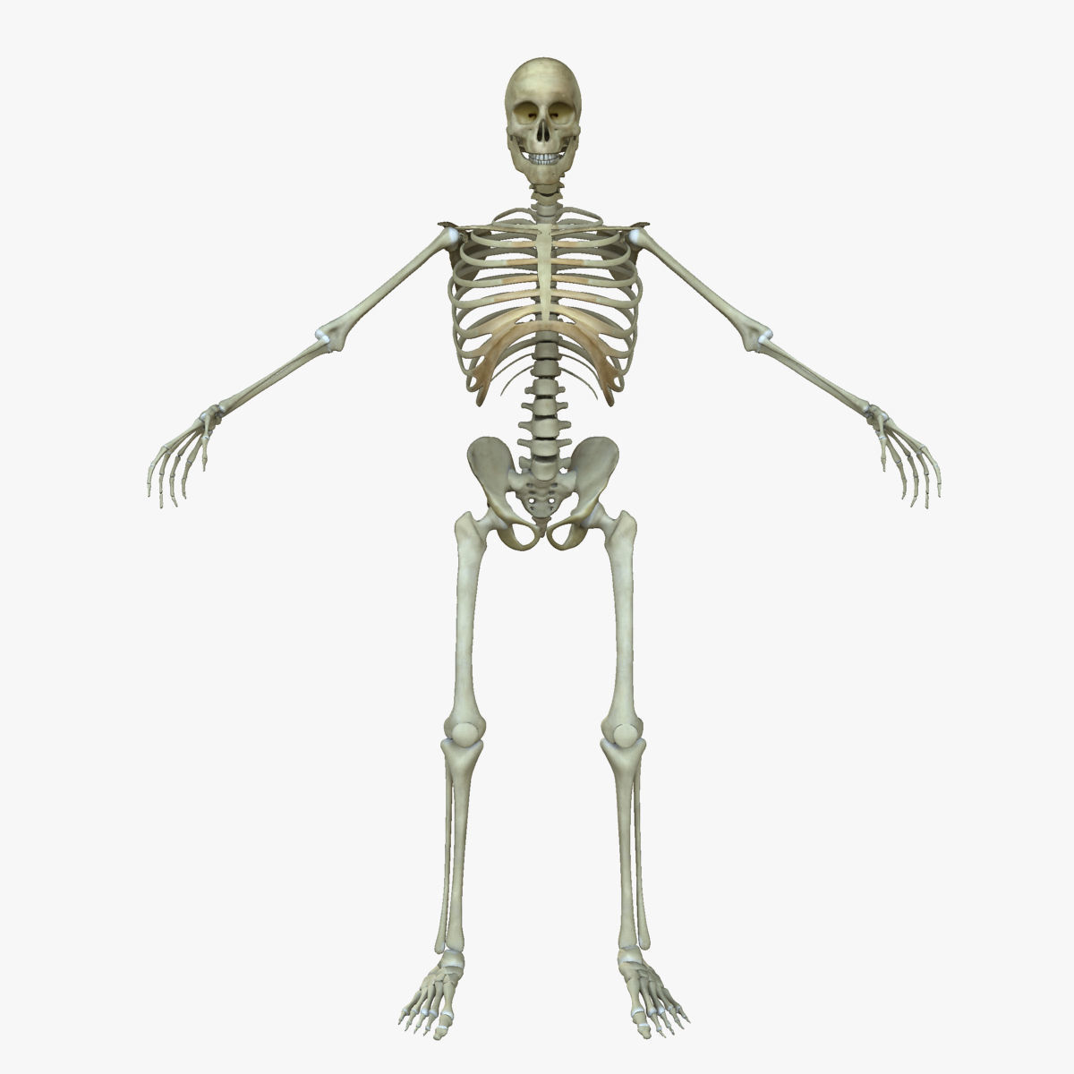 Muscular African American Male With Full Body Skeleton 3D model_8