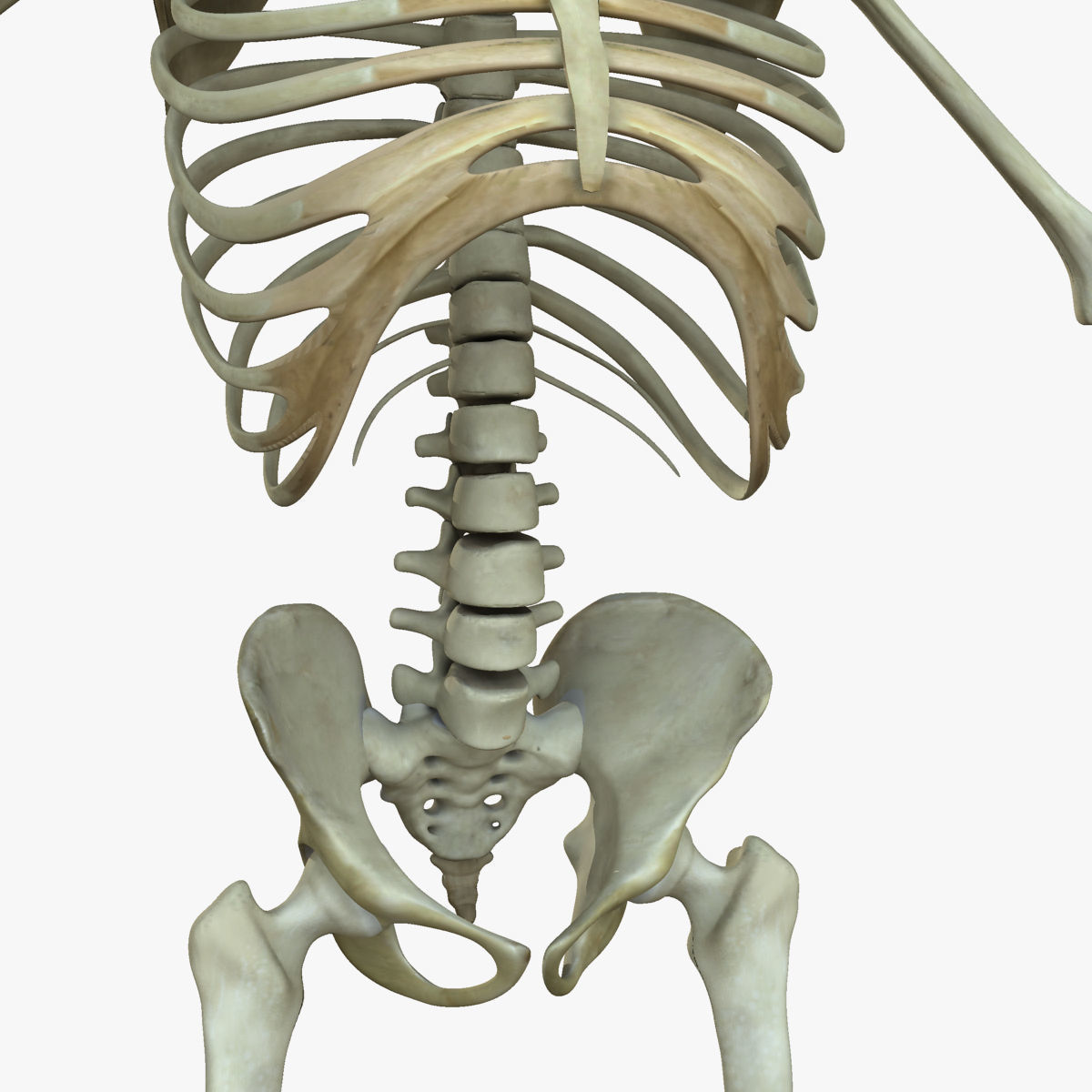 Muscular African American Male With Full Body Skeleton 3D model_13