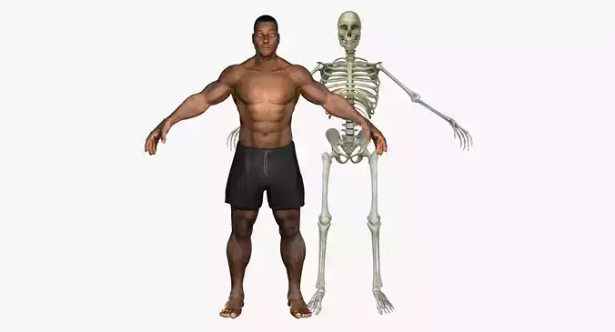 Muscular African American Male With Full Body Skeleton 3D model