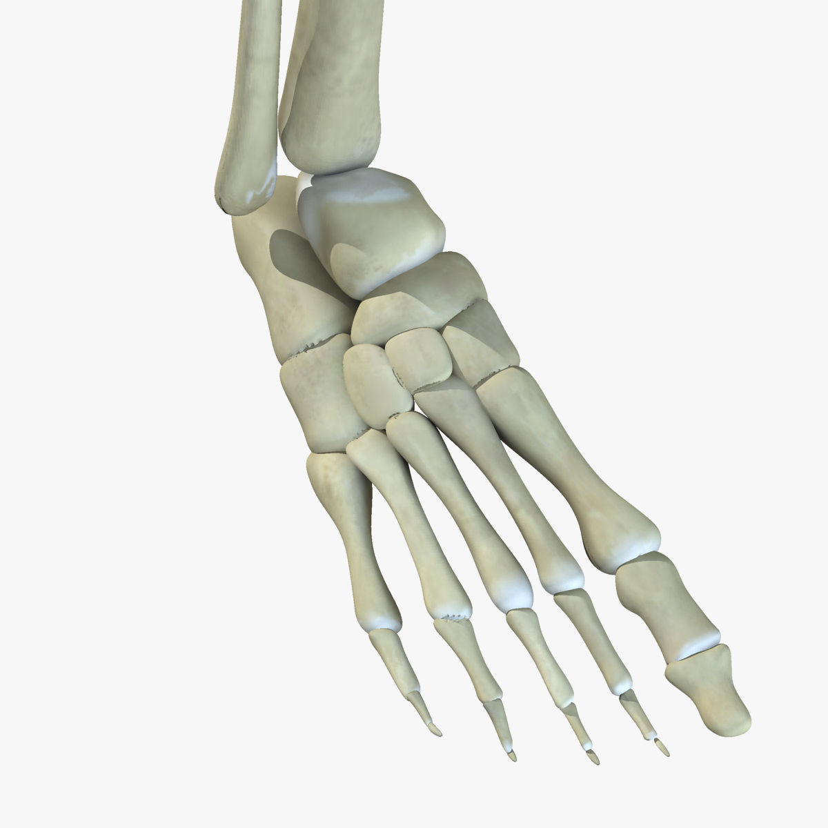 Muscular African American Male With Full Body Skeleton 3D model_14