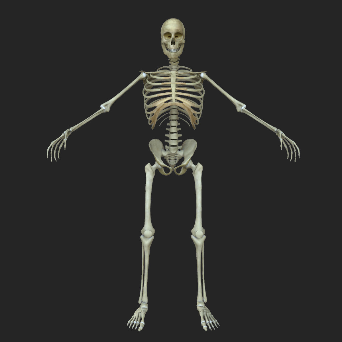Muscular African American Male With Full Body Skeleton 3D model_3