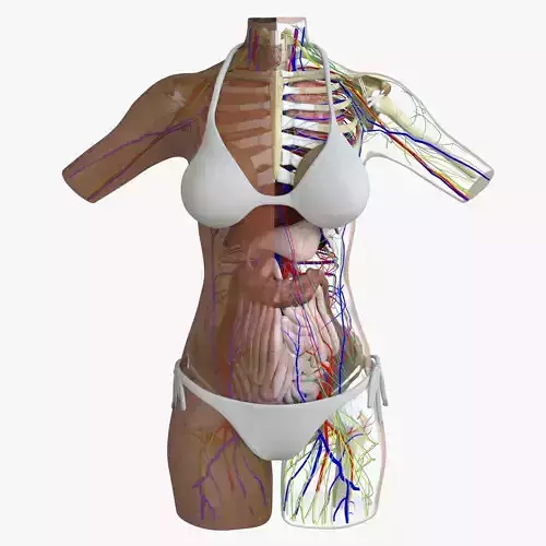 Full Anatomy Of Female Torso 3DSmax