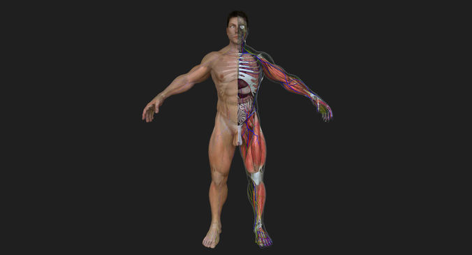 Ultimate Complete Male Anatomy 3D model
