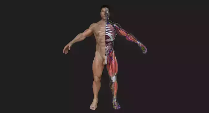 Ultimate Complete Male Anatomy 3D model