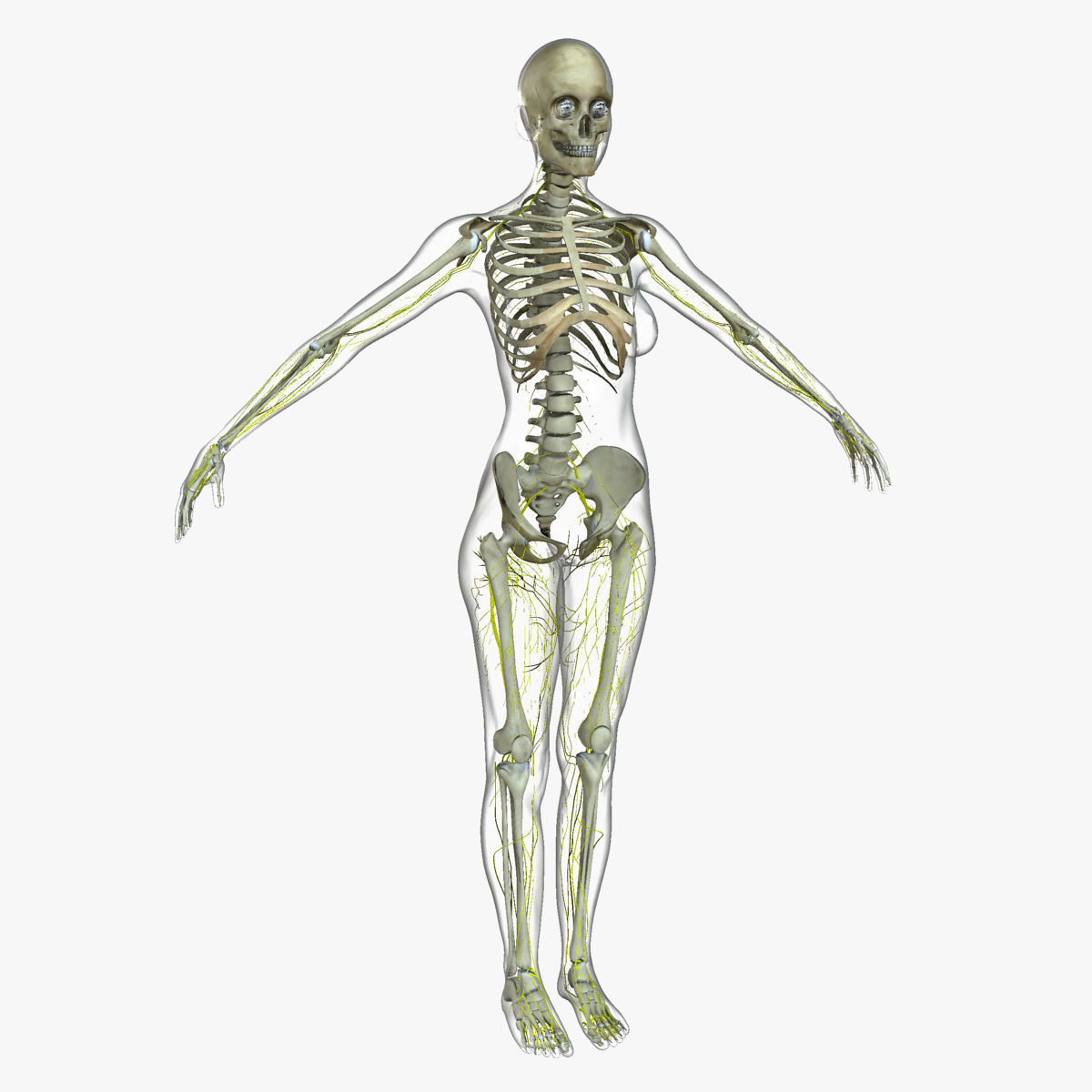 Full Female Body Anatomy Collection 3D model_16