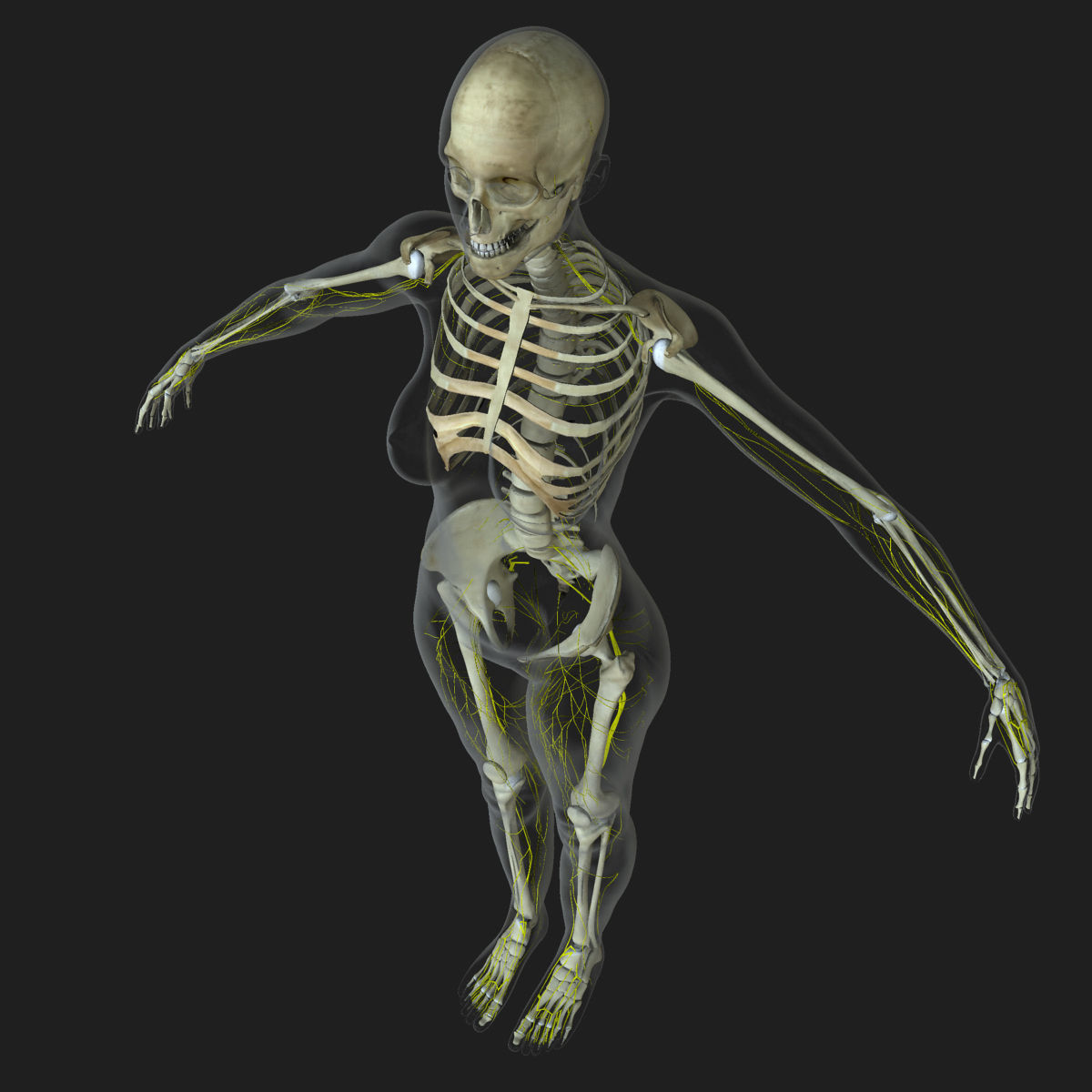Full Female Body Anatomy Collection 3D model_22