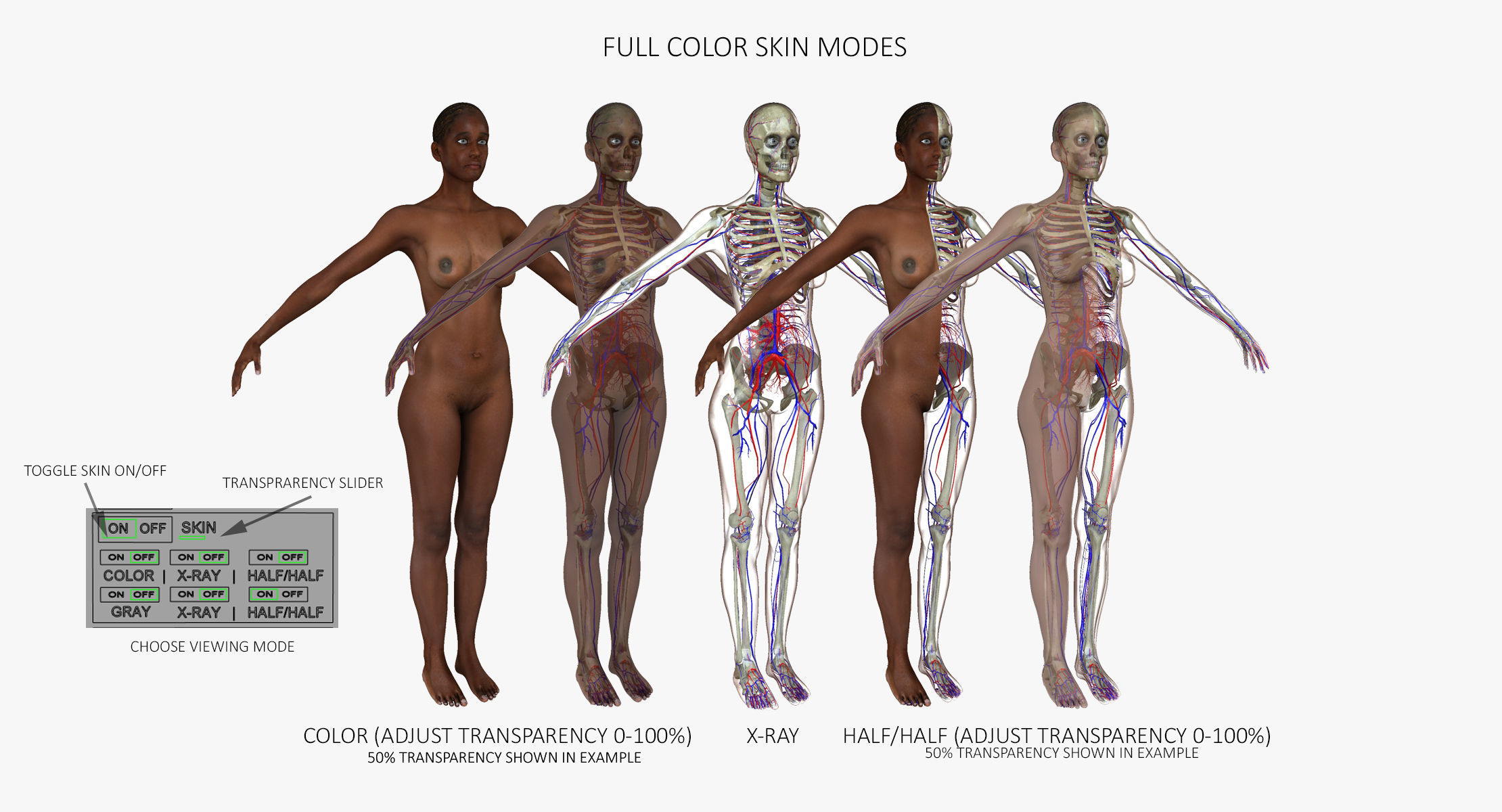 Full Female Body Anatomy Collection 3D model_7