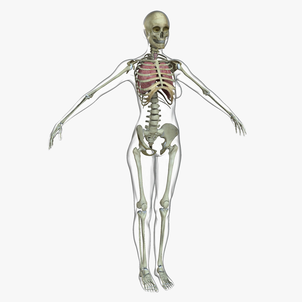 Full Female Body Anatomy Collection 3D model_12