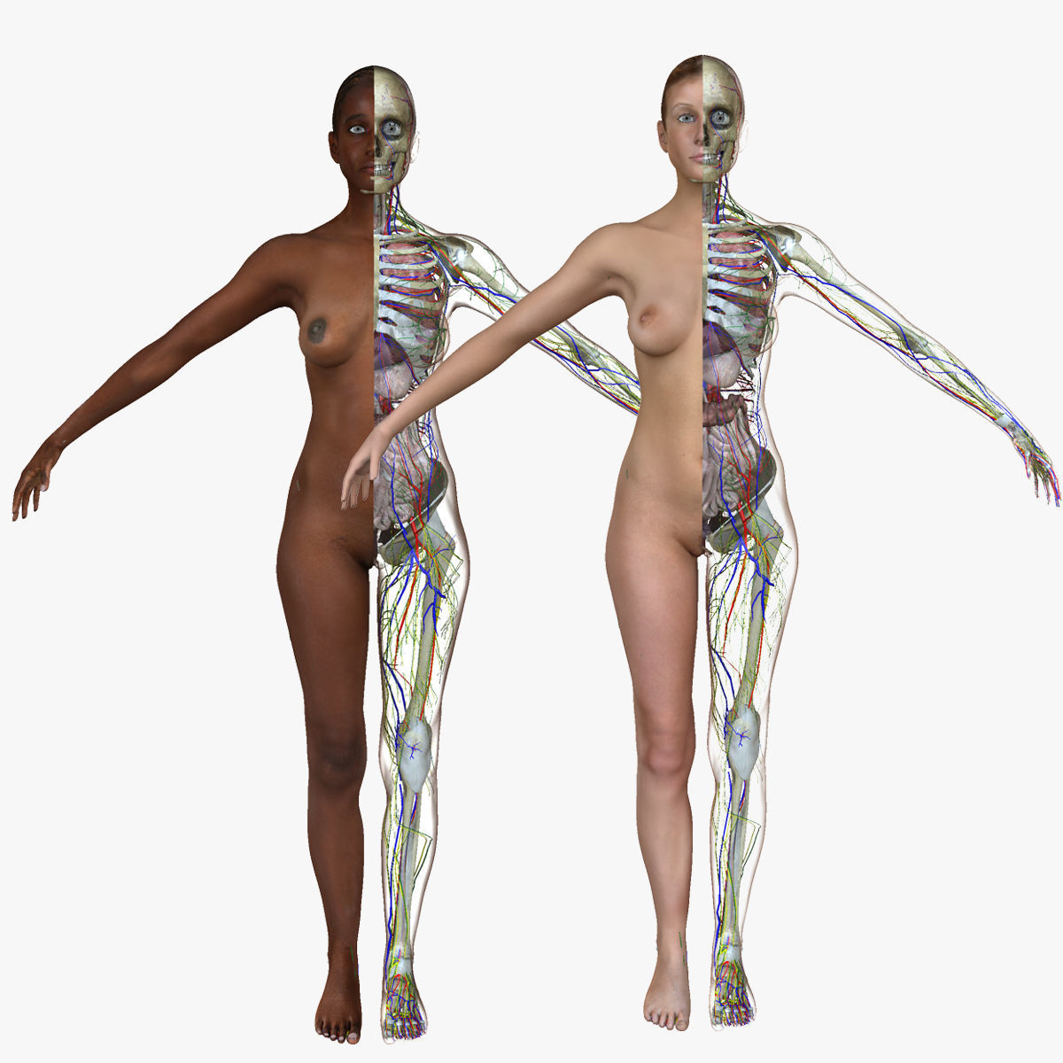 Full Female Body Anatomy Collection 3D model_1