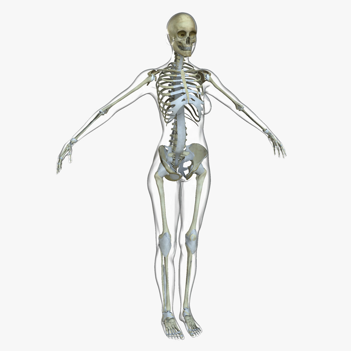 Full Female Body Anatomy Collection 3D model_13