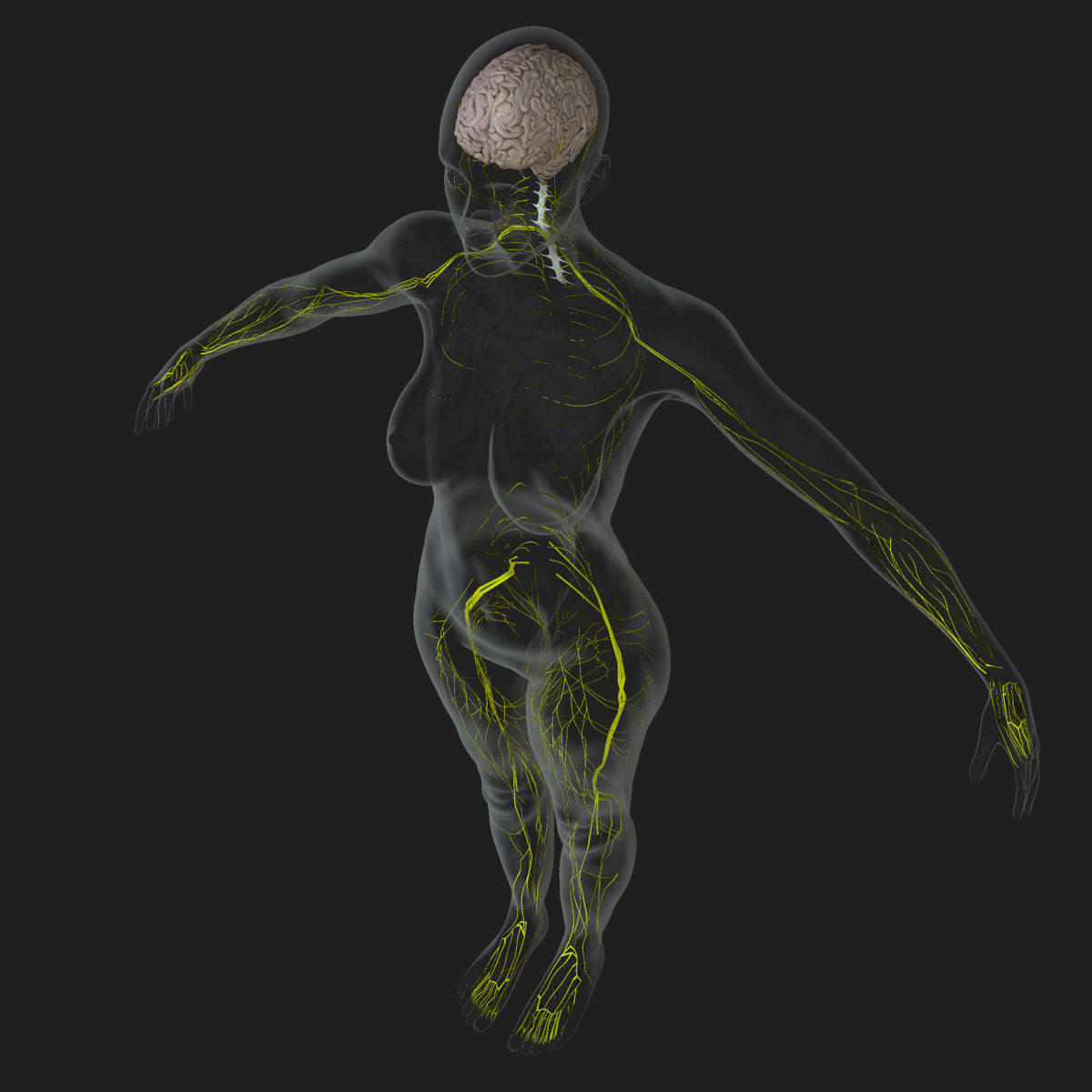 Full Female Body Anatomy Collection 3D model_23