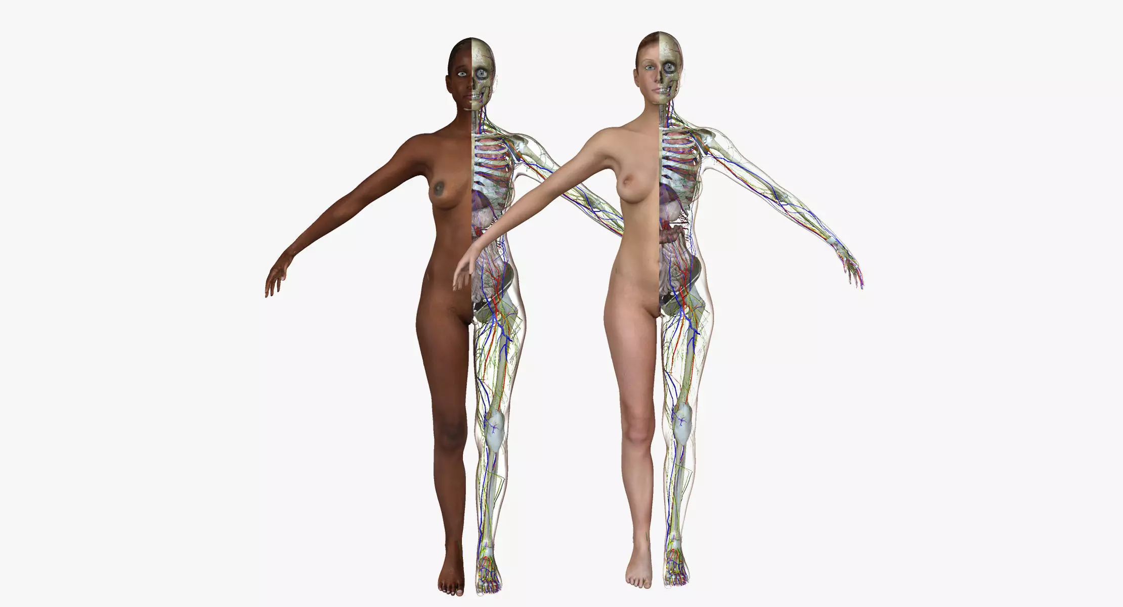 Full Female Body Anatomy Collection 3D model_0