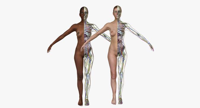 Full Female Body Anatomy Collection 3D model
