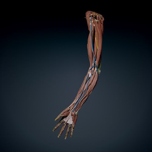 Male Arm Anatomy 3D Model .max .obj .3ds .fbx .c4d .lwo .lw .lws