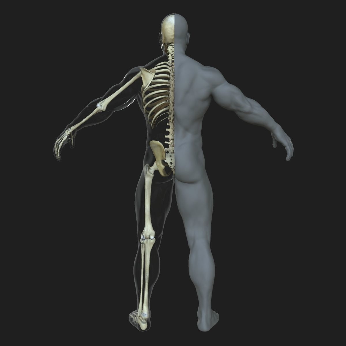 Male Female Skeleton with Skin Texture Collection 3D model_7