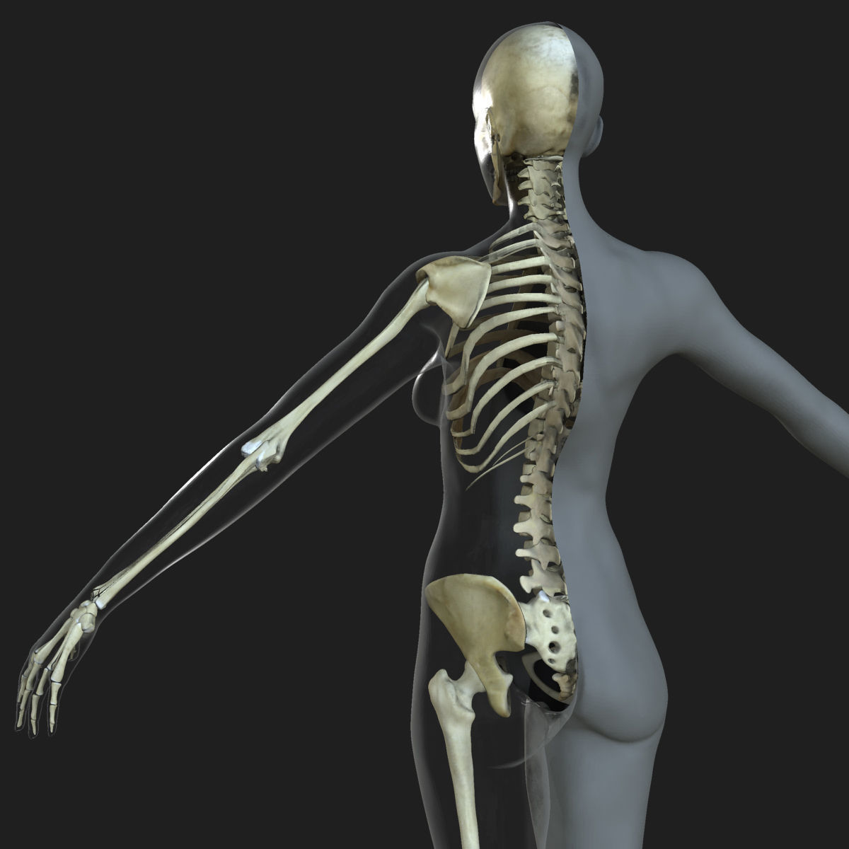 Male Female Skeleton with Skin Texture Collection 3D model_15