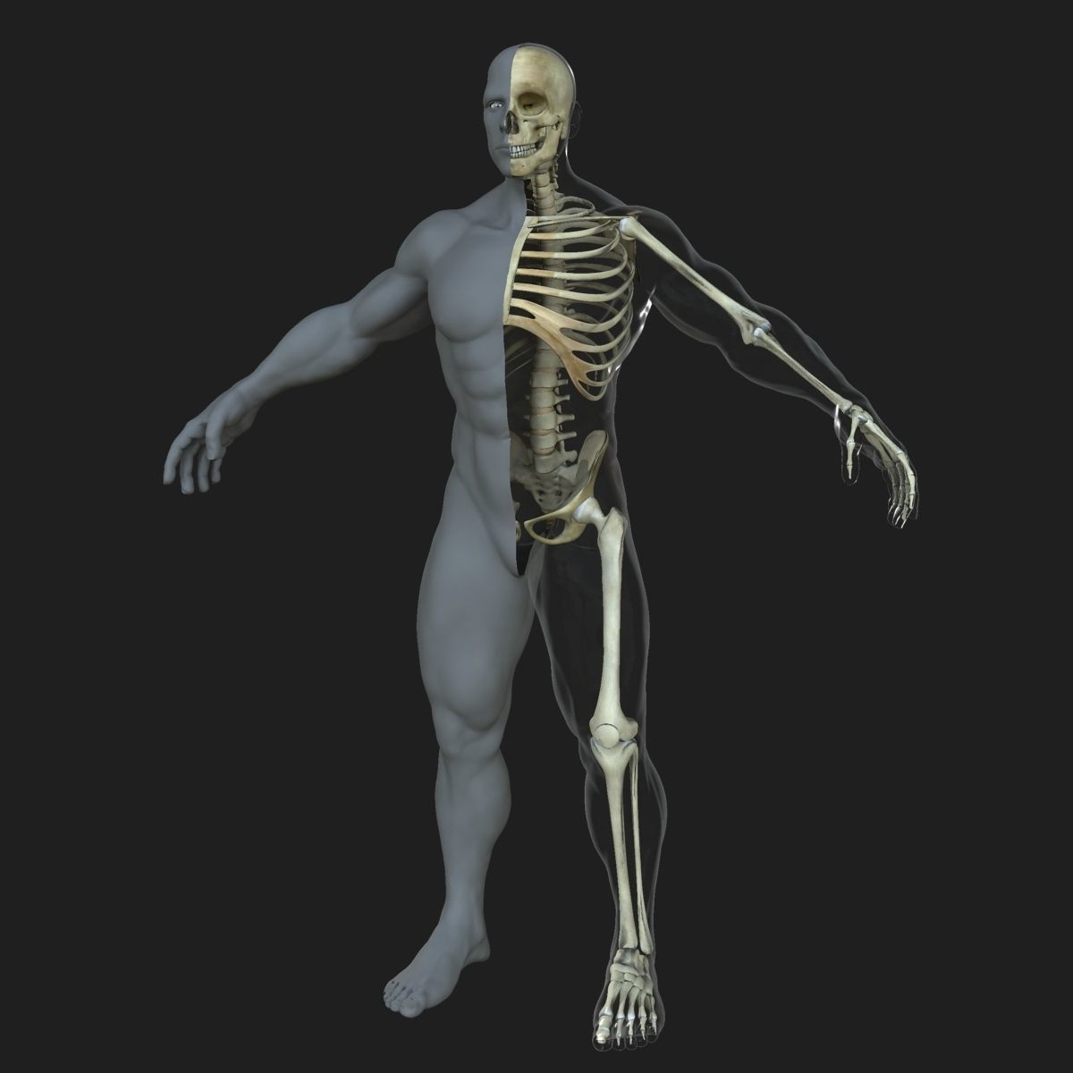 Male Female Skeleton with Skin Texture Collection 3D model_9