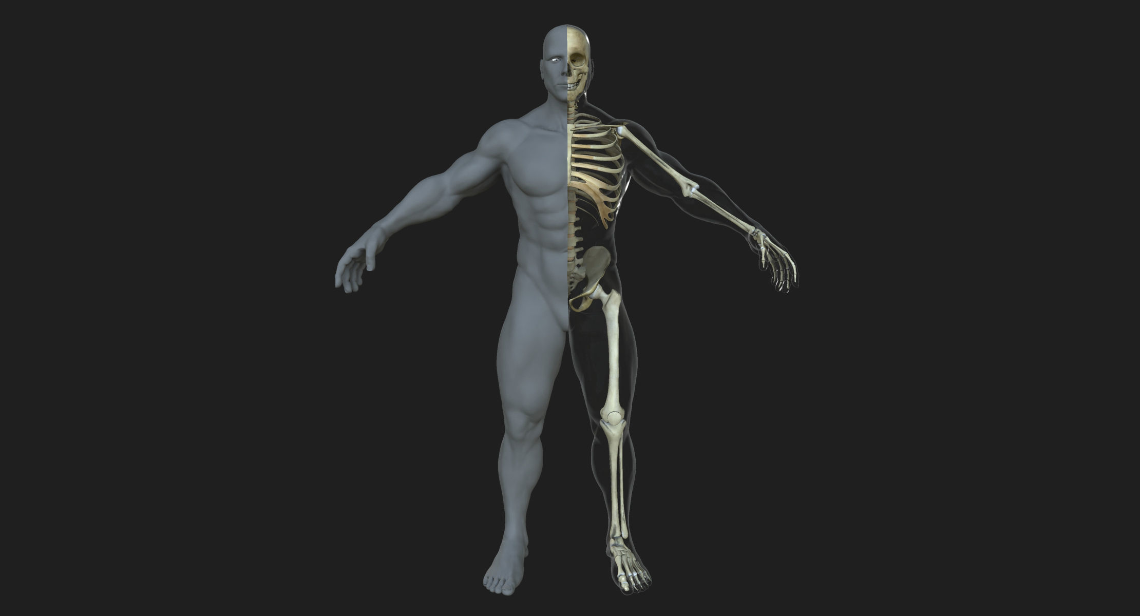Male Female Skeleton with Skin Texture Collection 3D model_1