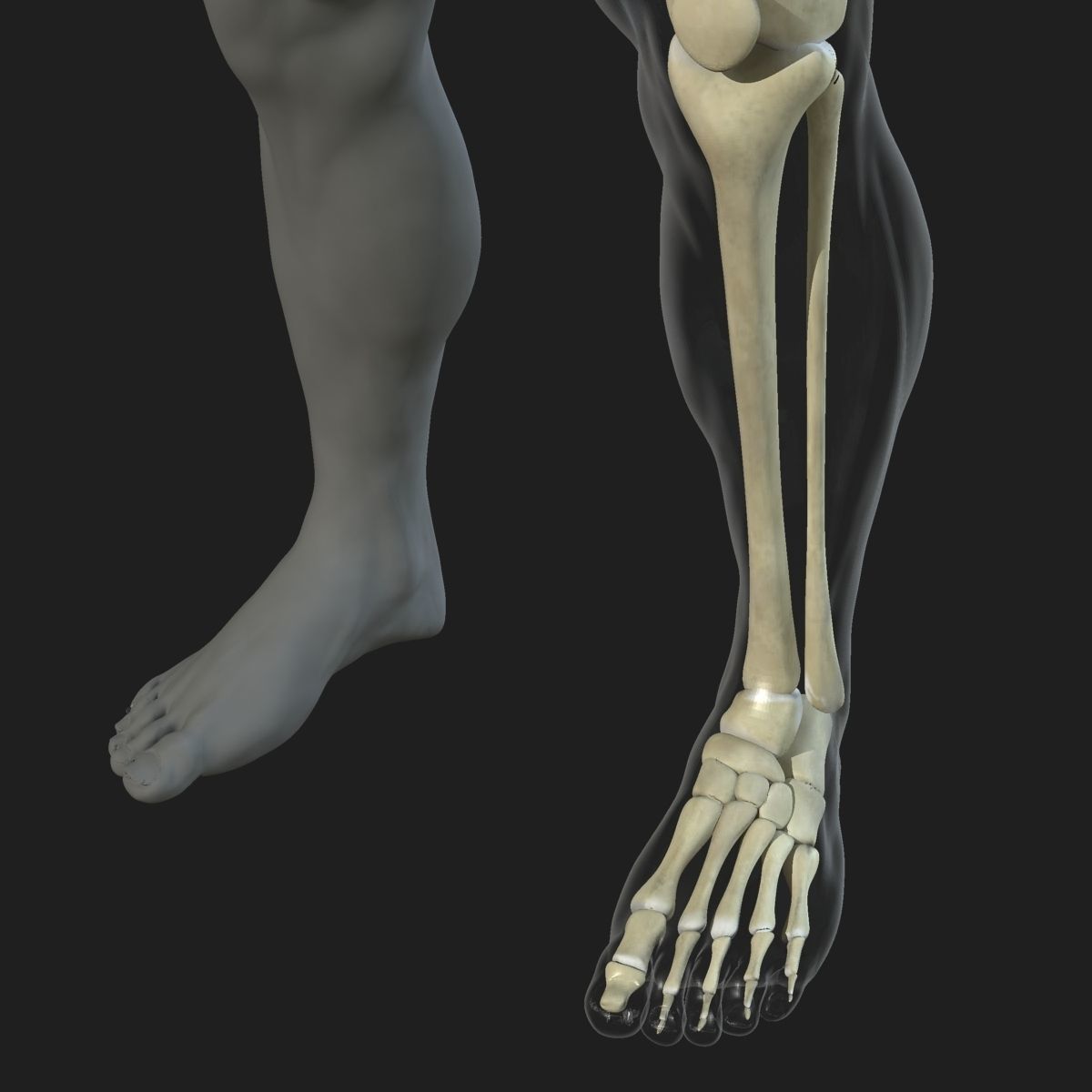 Male Female Skeleton with Skin Texture Collection 3D model_11
