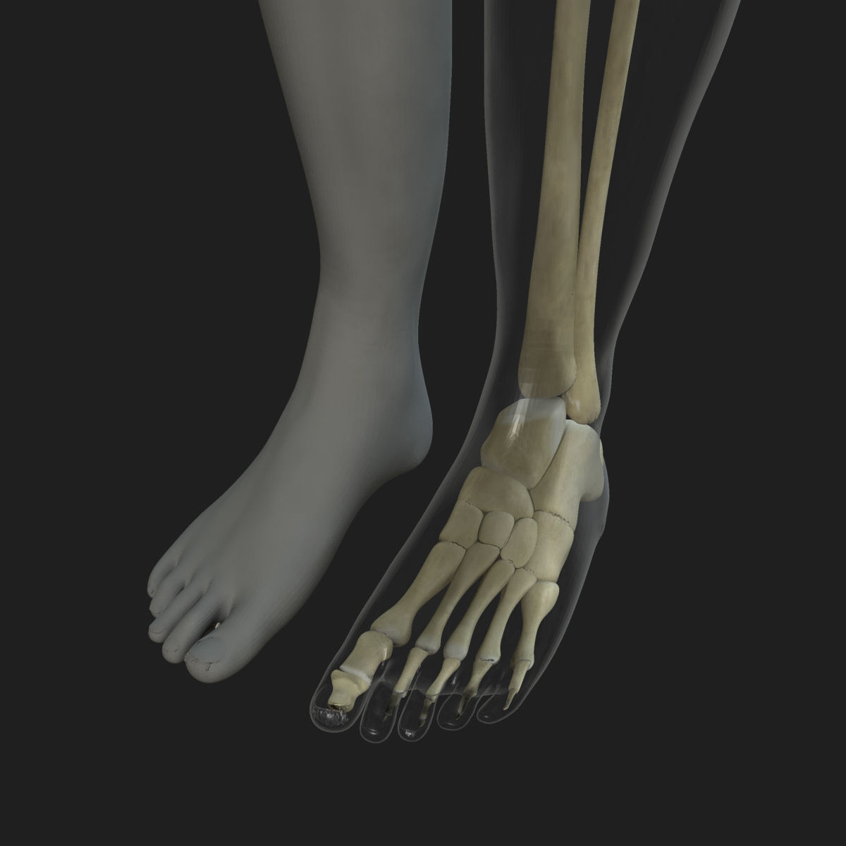 Male Female Skeleton with Skin Texture Collection 3D model_16