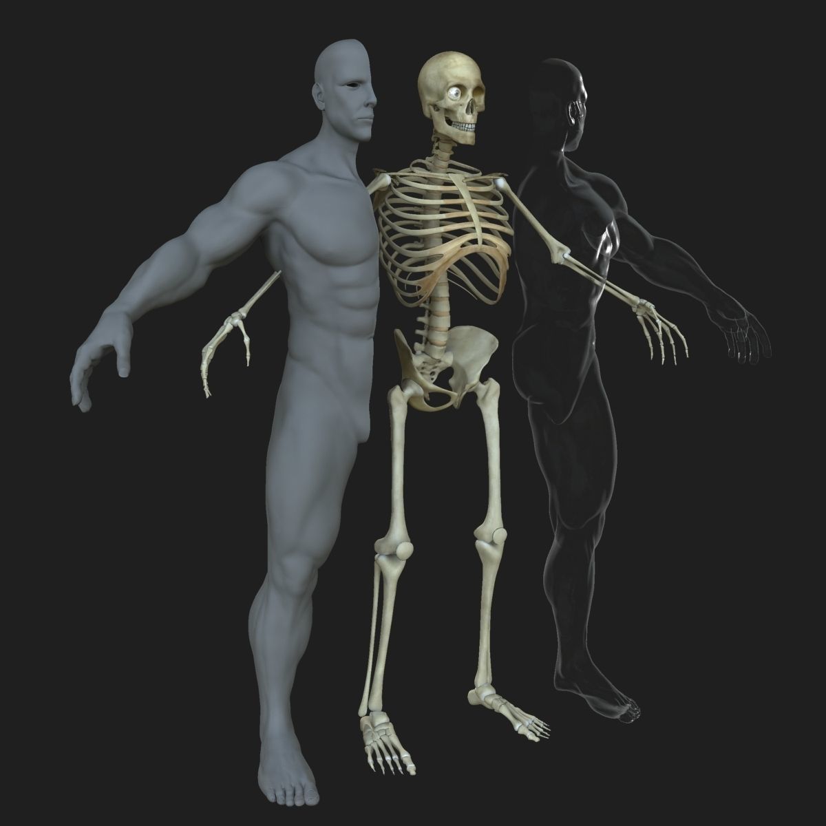 Male Female Skeleton with Skin Texture Collection 3D model_3