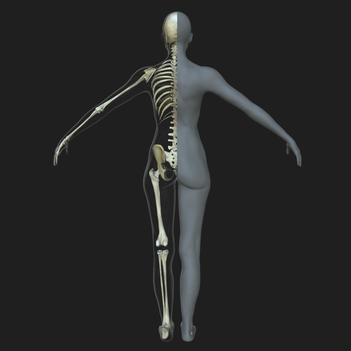 Male Female Skeleton with Skin Texture Collection 3D model_14
